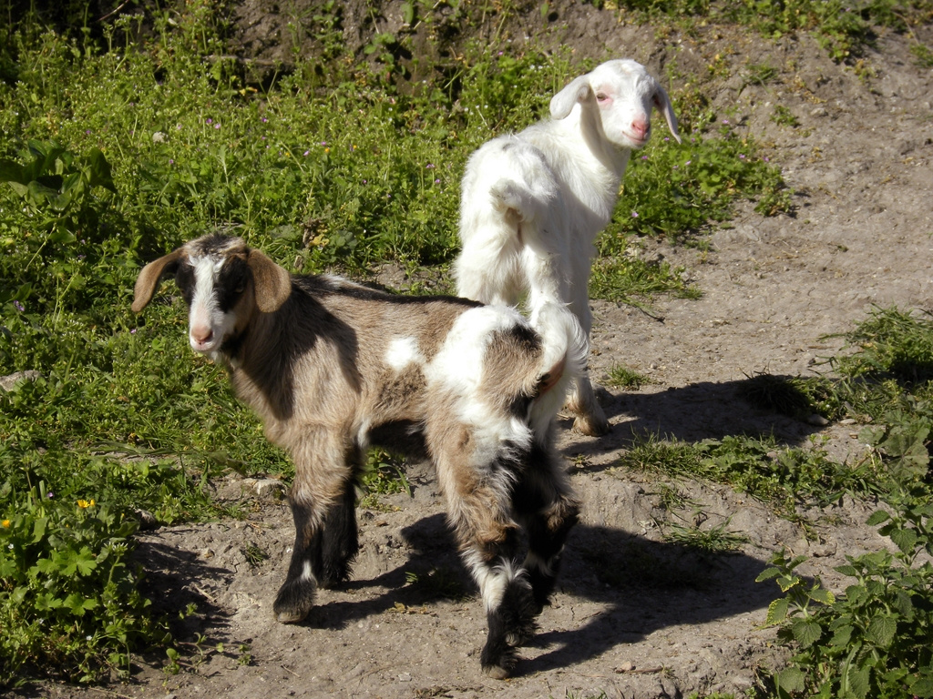 Beautiful Goats