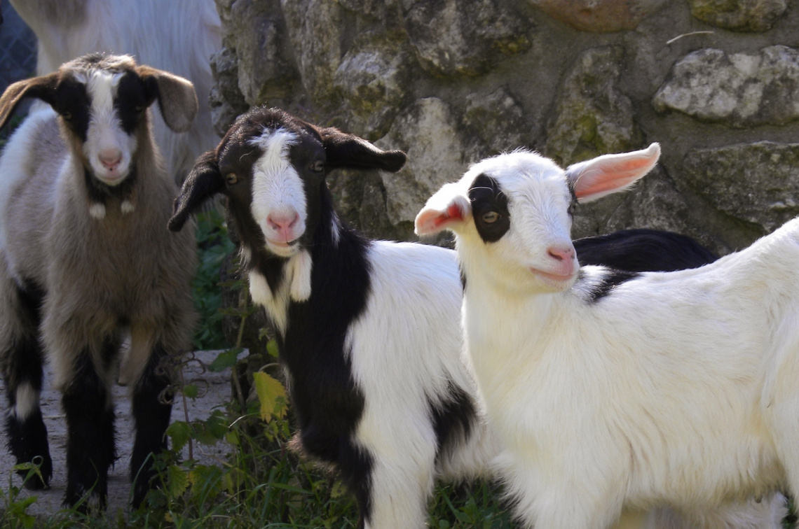 Beautiful Goats