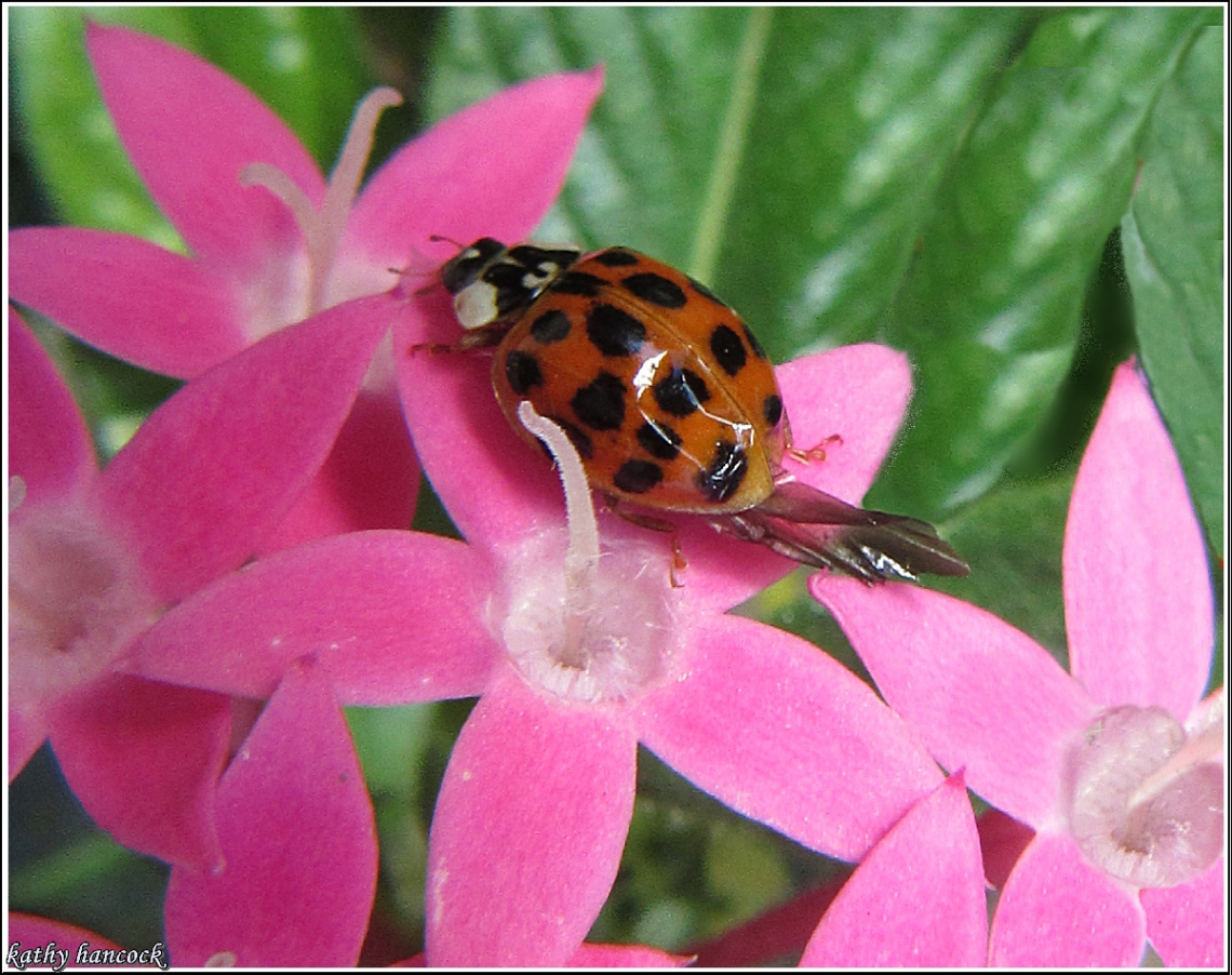 Ladybug Ladybug Fly Away