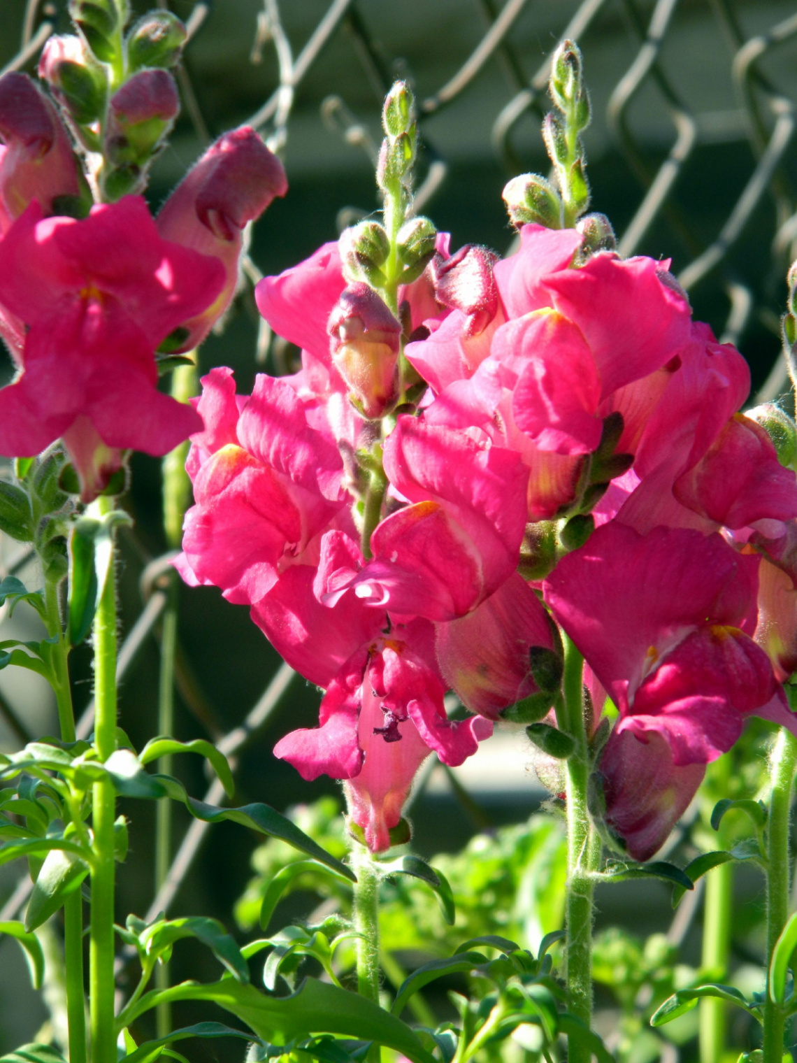 Pink Flowers