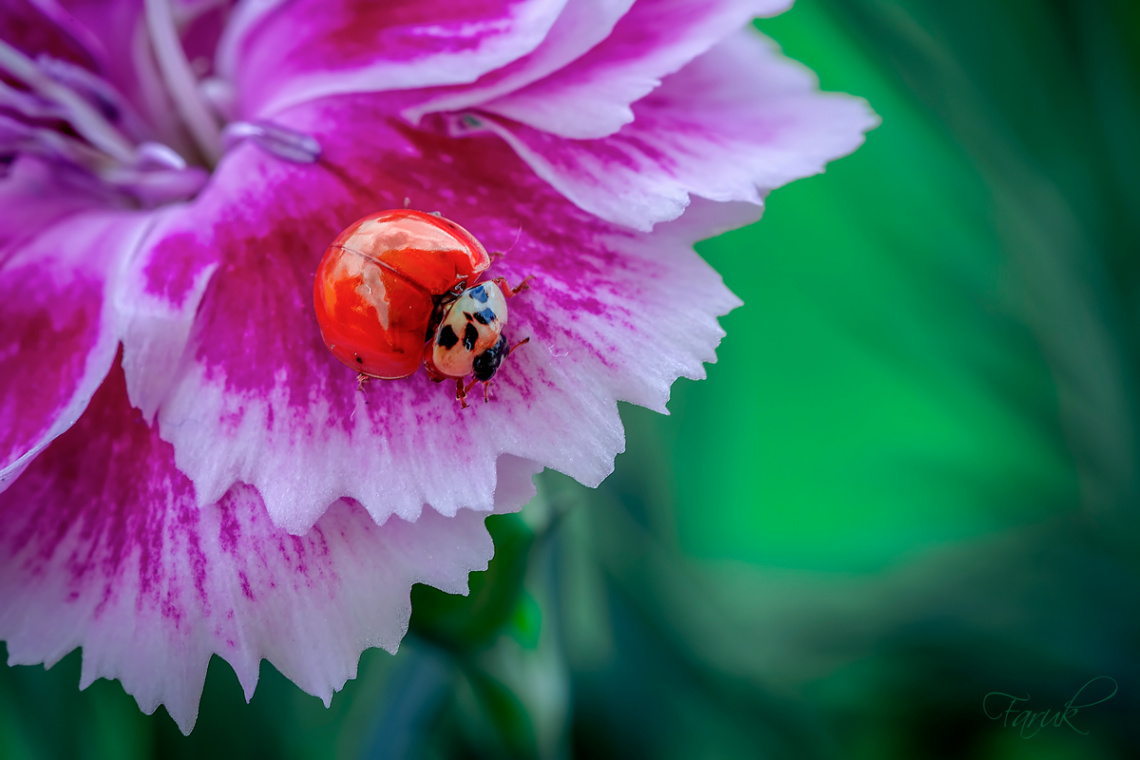 Kırmızı & Pembe