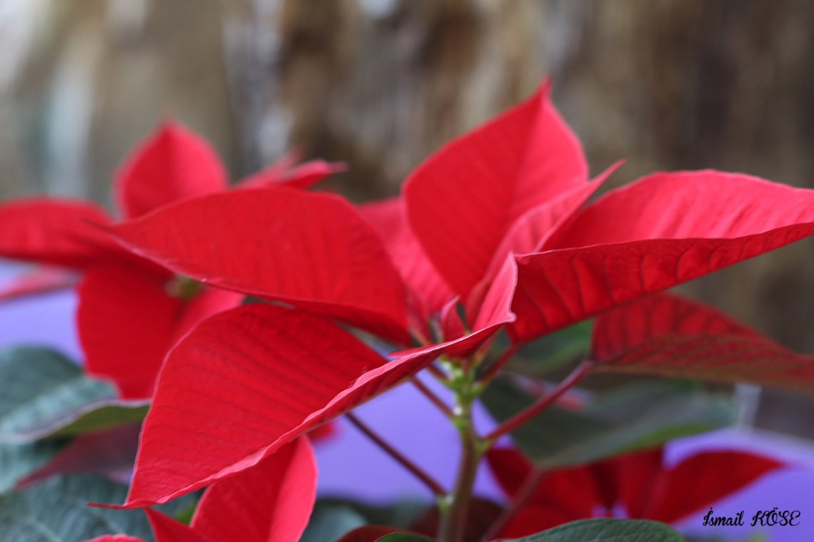 Poinsettia (Atatürk Çiçeği)