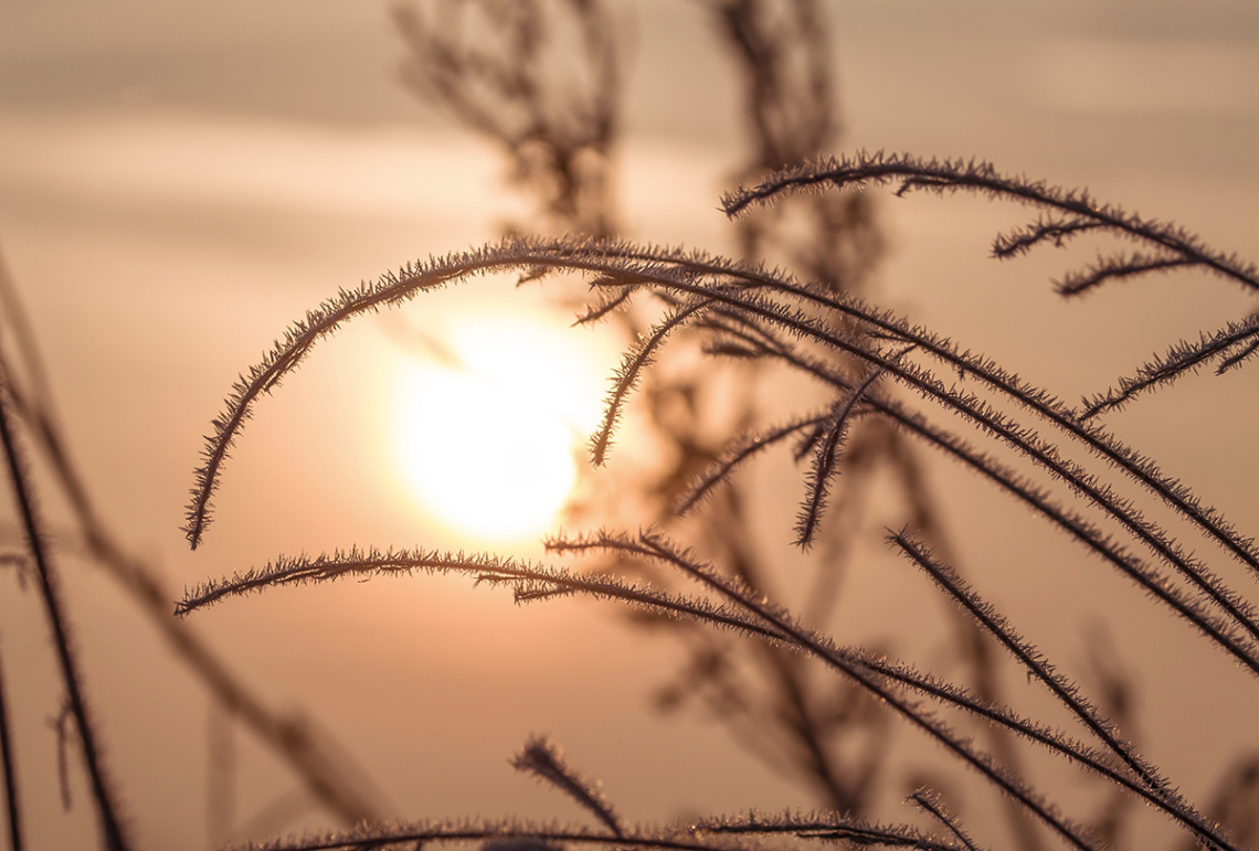 Blades of grass covered with frost