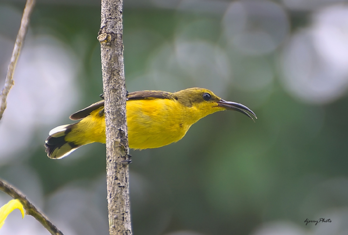 Sunbird