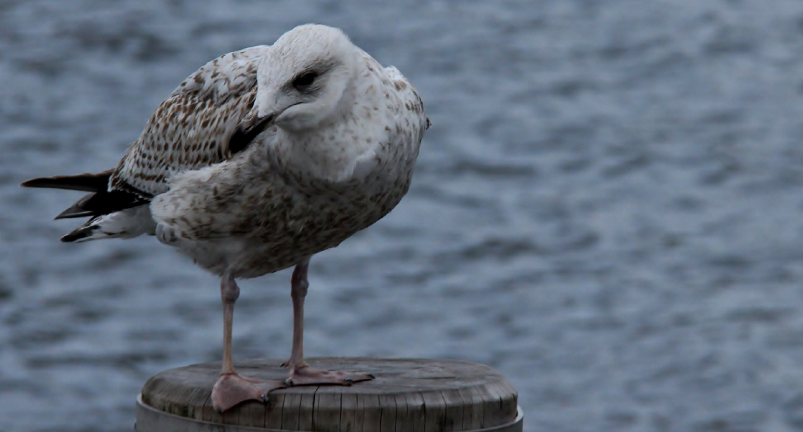 A Lonely Seagull...