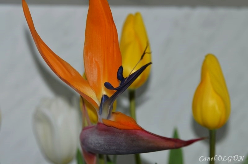 Starliçe – Turna gagası – Strelitzia reginae