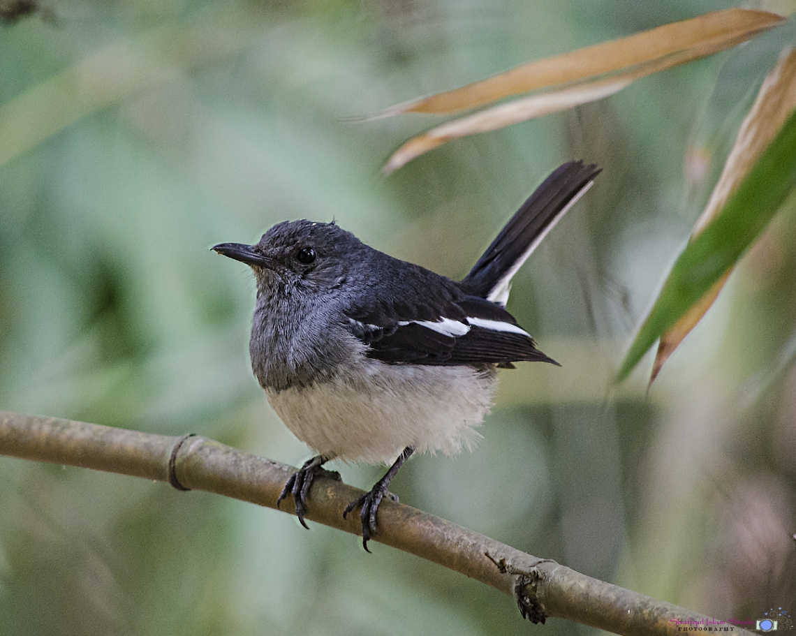 The Magpie Robin (Female) / DOEL (in Bengali)