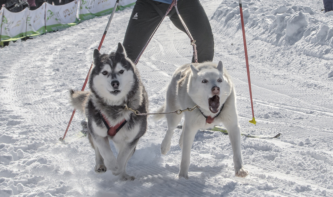 Husky Dog Racing