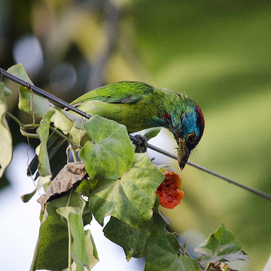 Blue-throated Barbet (Megalaima asiatica)