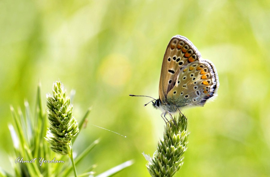 Makro Yaşamlar