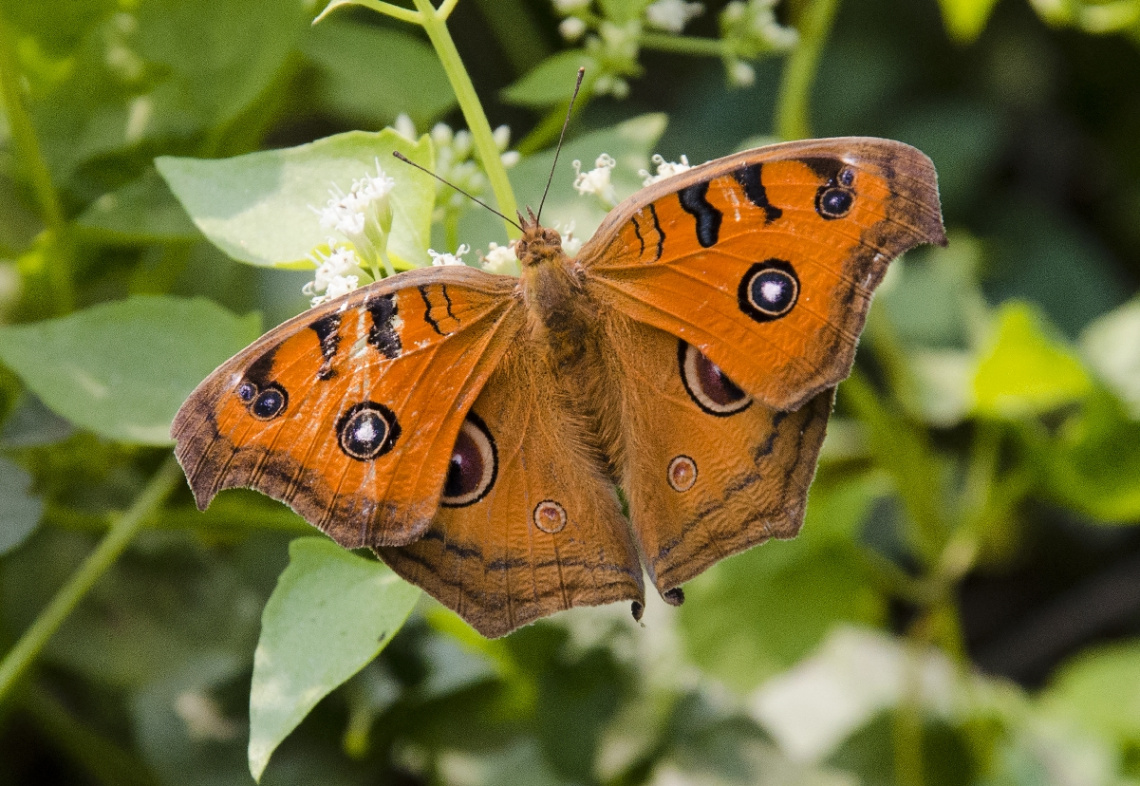 Peacock Pansy (Junonia almana)