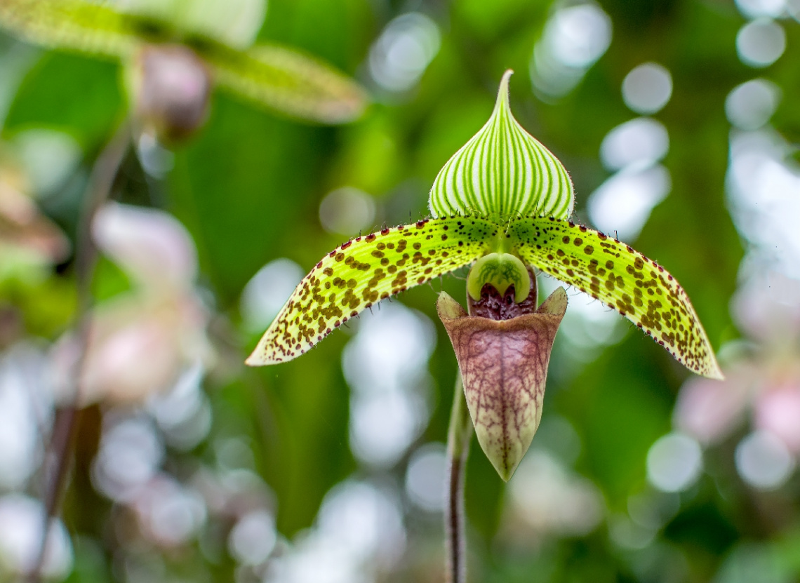 Orchid Paphiopedilum sukhakhulii 