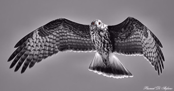 Majestuoso