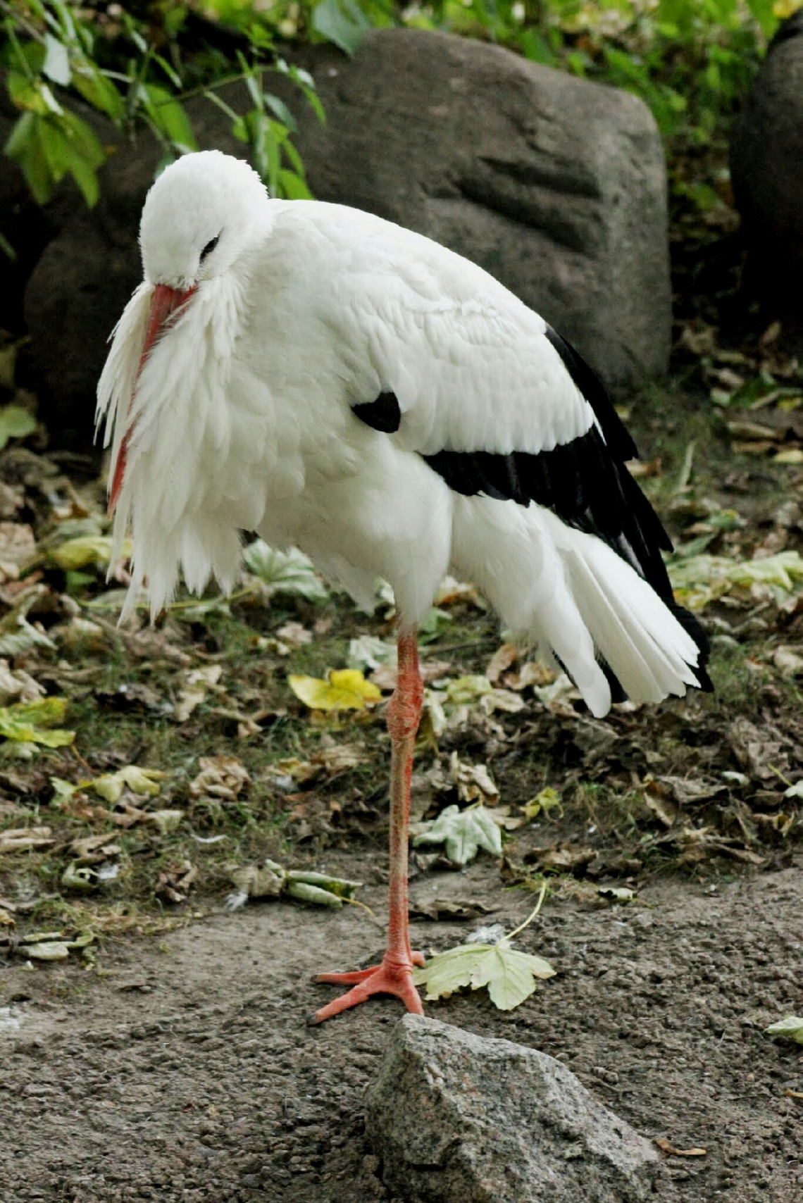 A Quiet Stork...