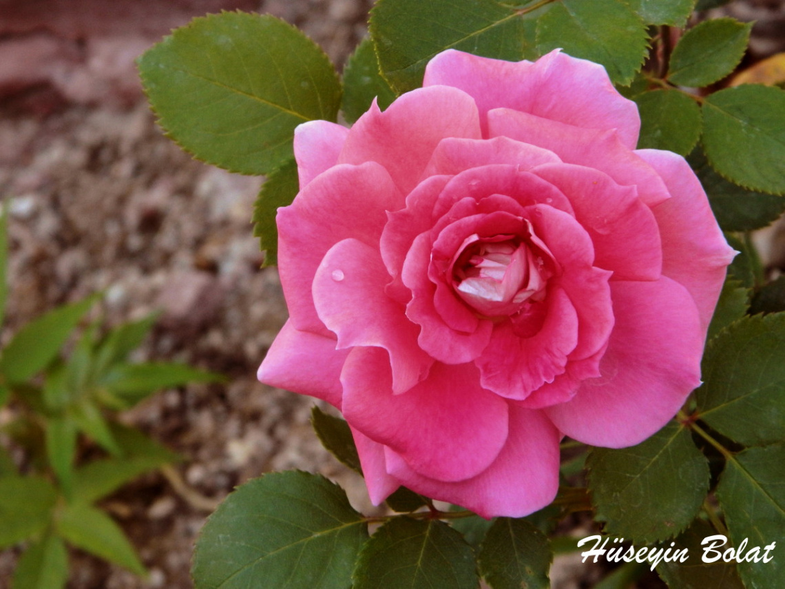 Pink Flowers