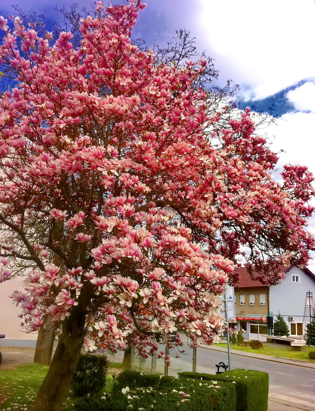 Pink magnolia 2