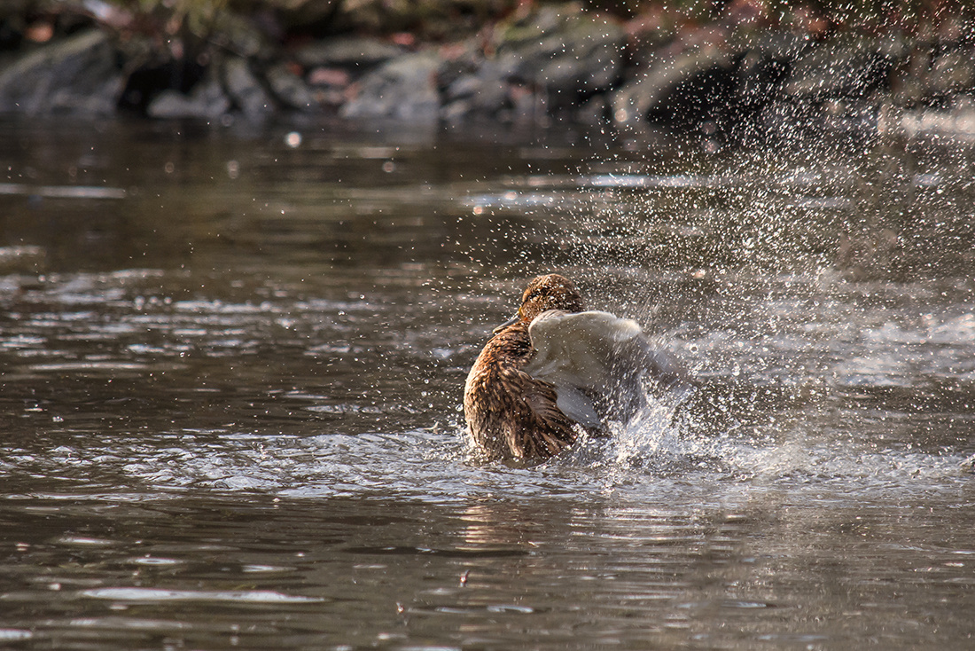 Splash Water