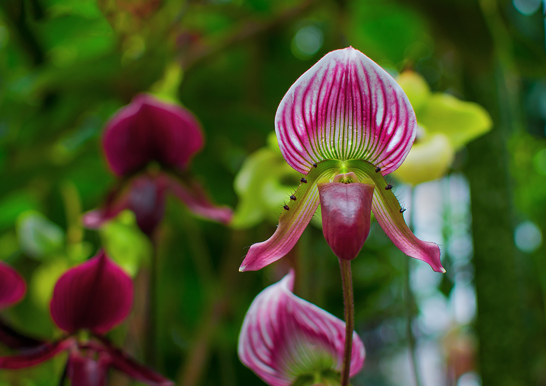 Orchid Paphiopedilum hennisianum