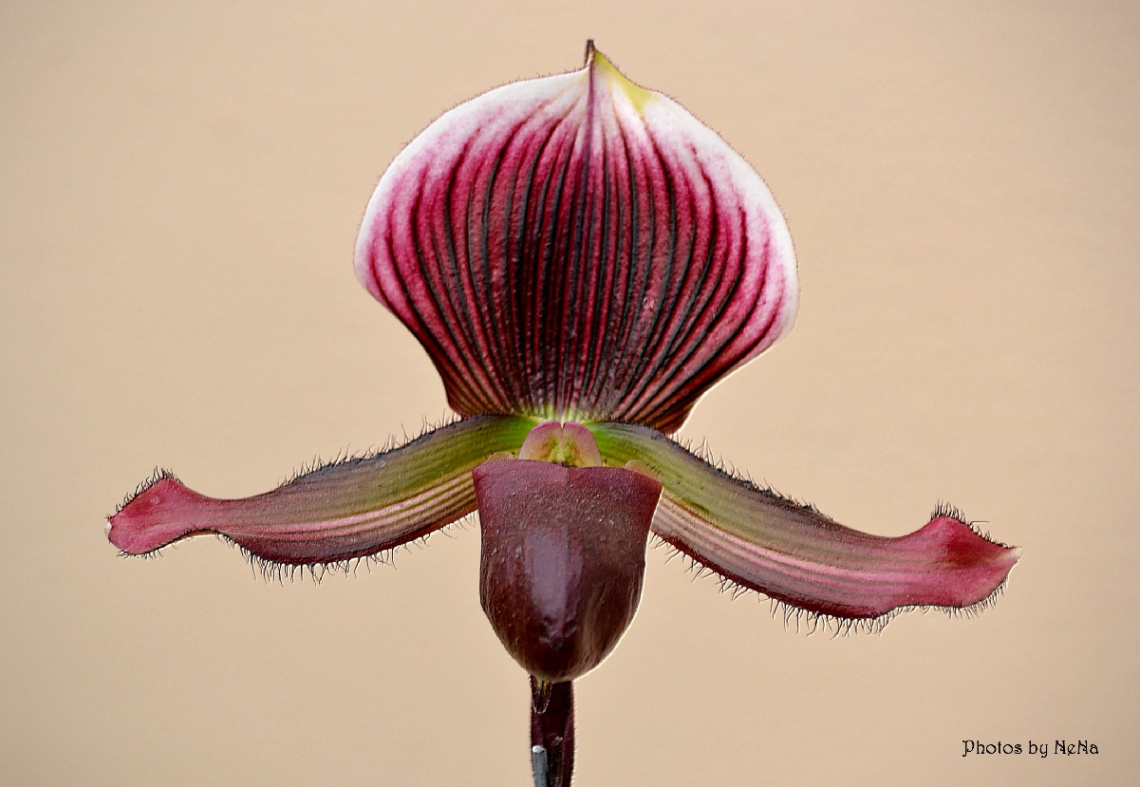 Exotic Orchid