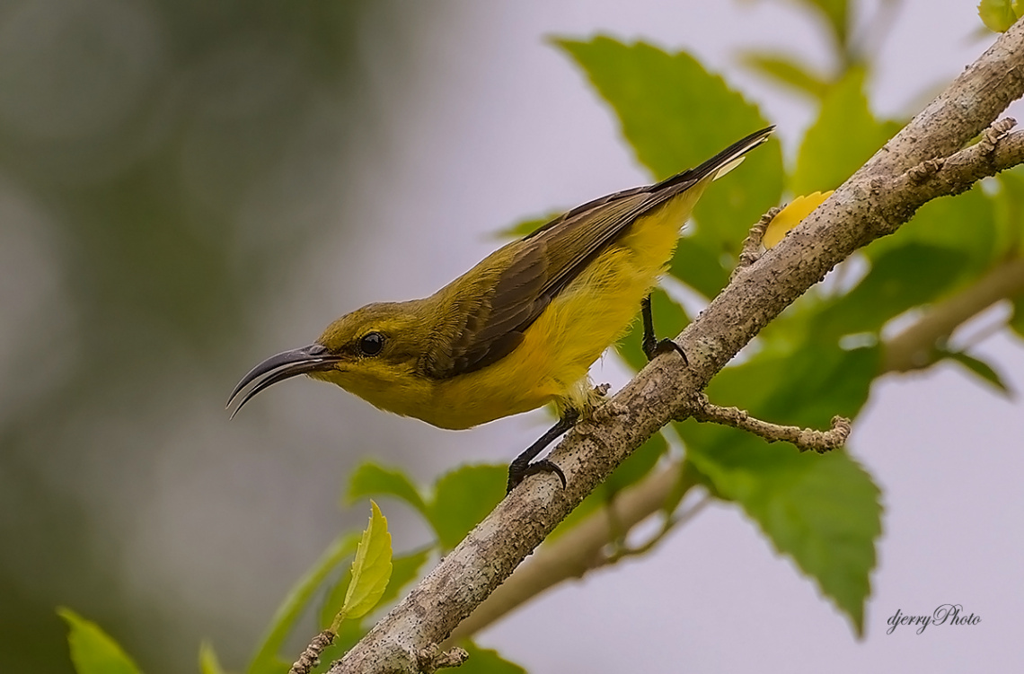 Pose Sunbirds