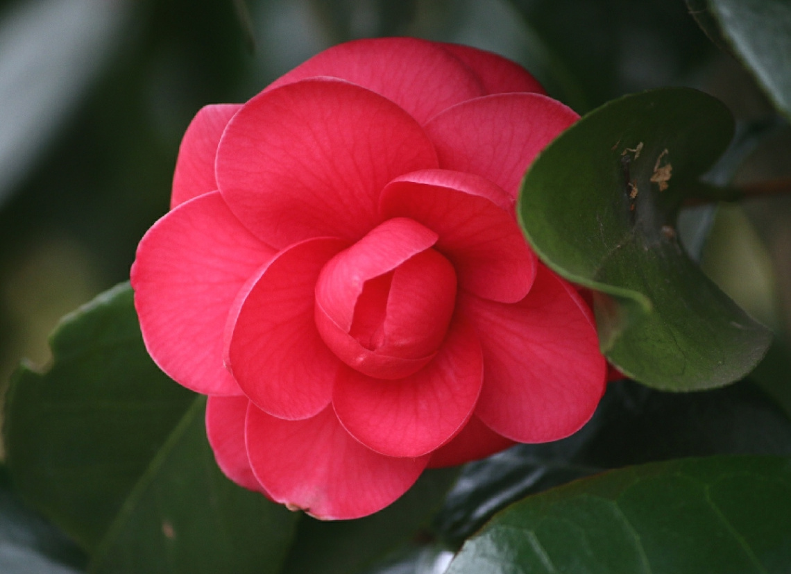 camellia