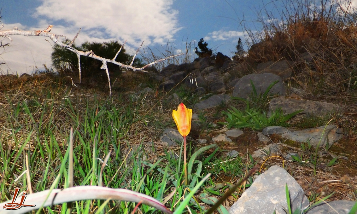 Guaarikh the Unique wild tulip of Balochistan