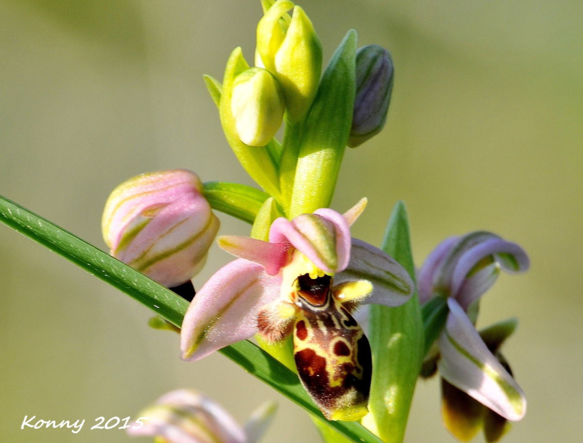 wild orchids .. 