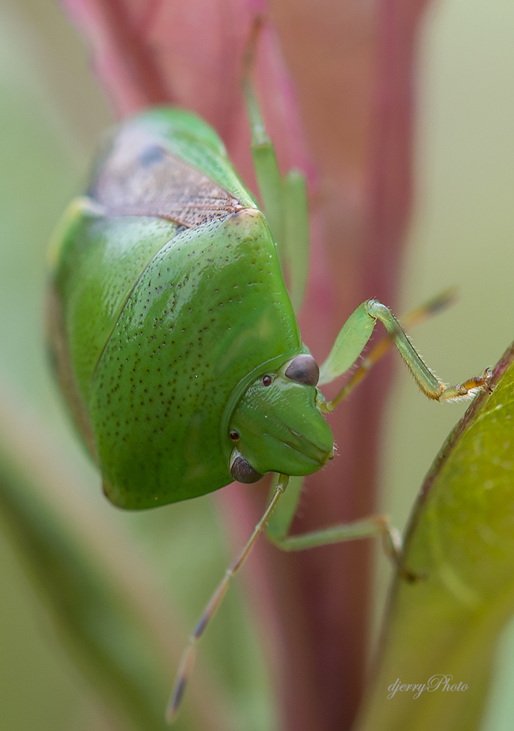 Green insect