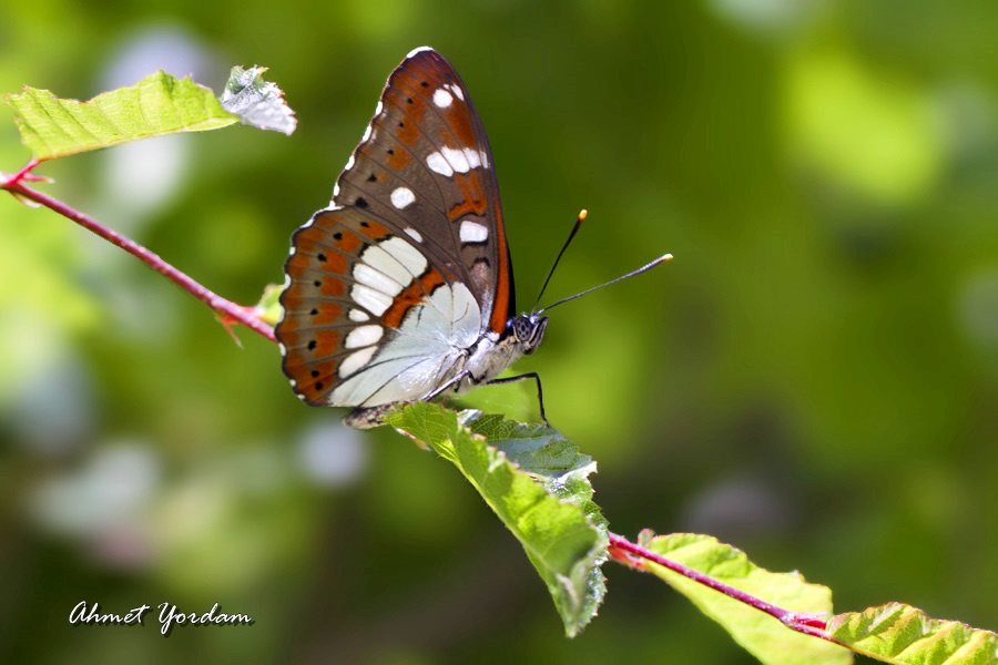 Hanımelikelebeği / Southern White Admiral