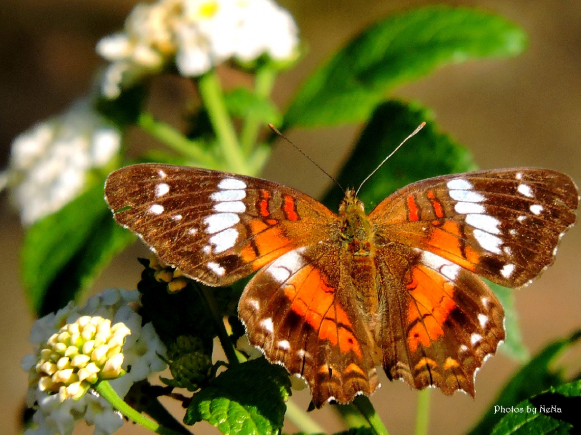 Borboleta