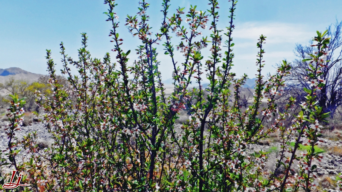 Spring's Curtain