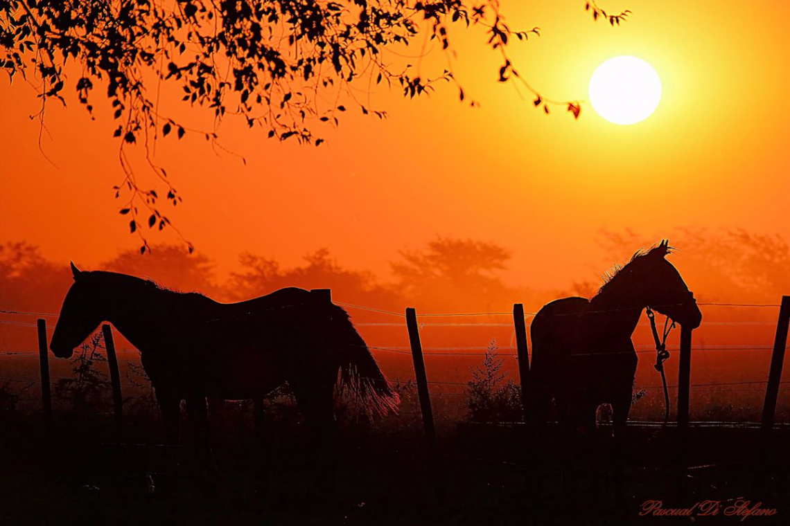 Horses of Sunset II