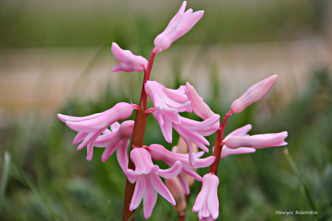 Pink Flowers