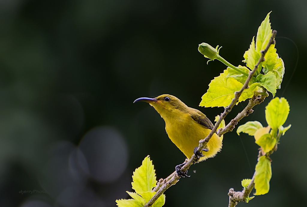 Yellow Bird