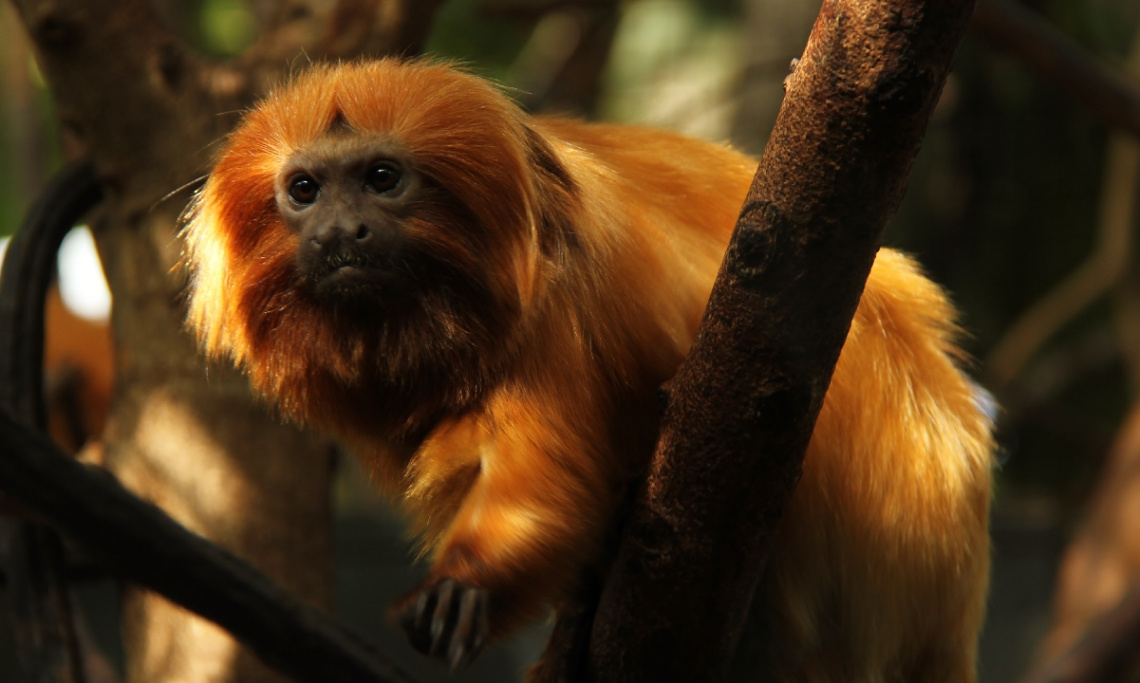 Lion Monkey - Always Alert.