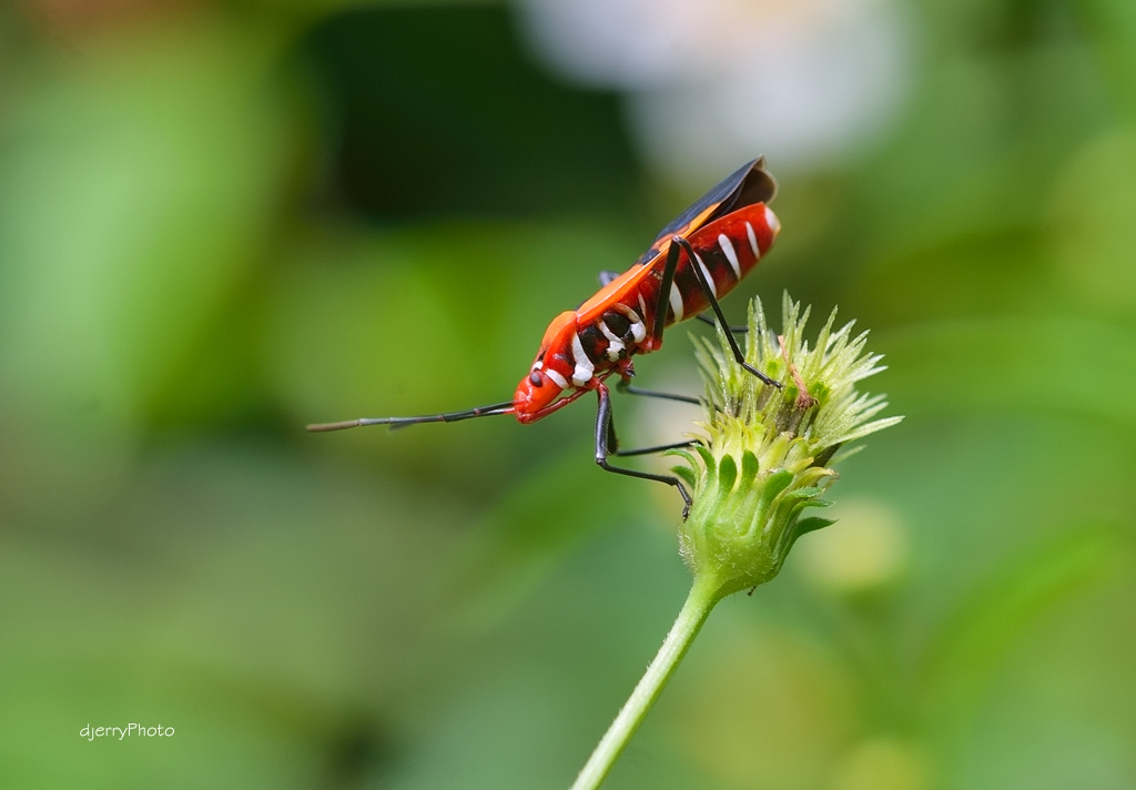 Red-white insects