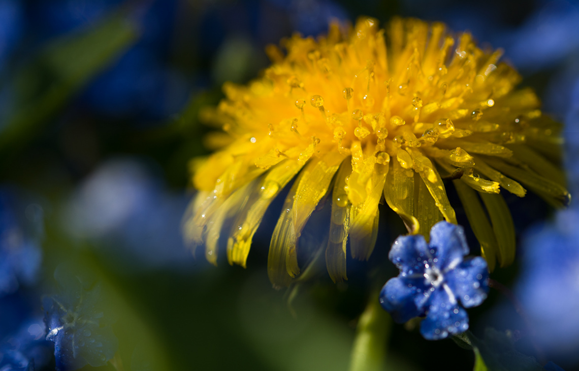 Dandelion