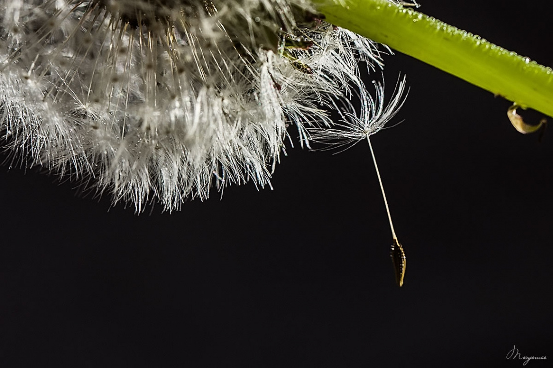 Dandelion