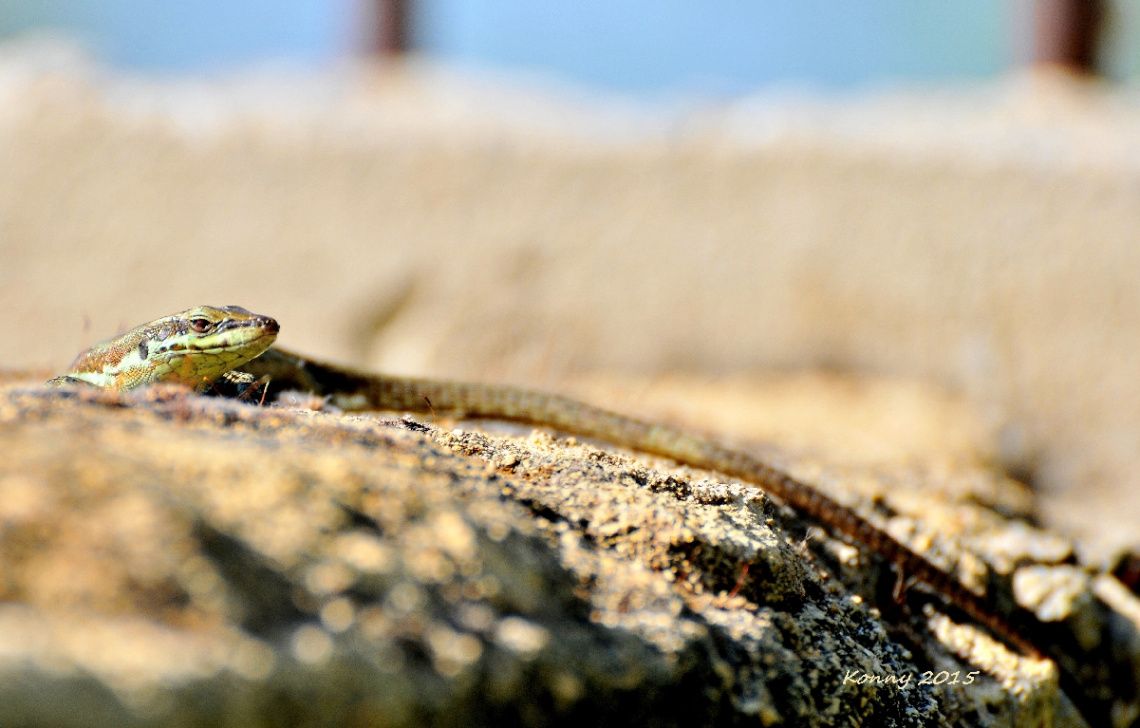 sunbathing