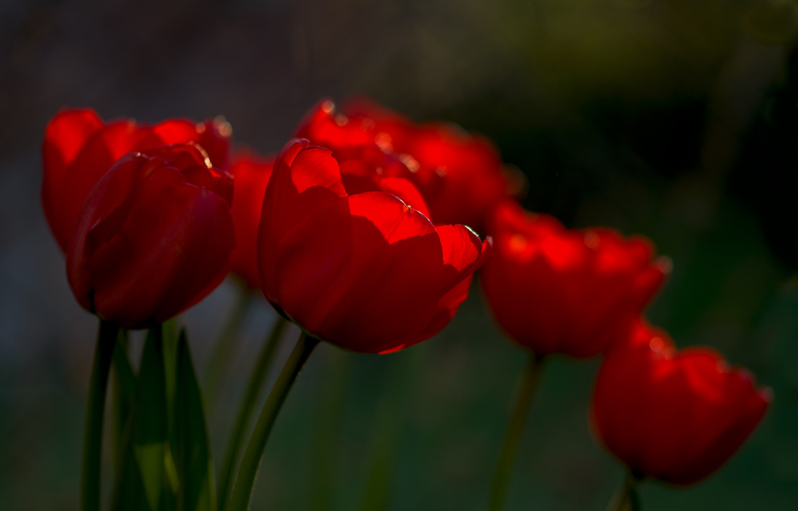 Red Tulips