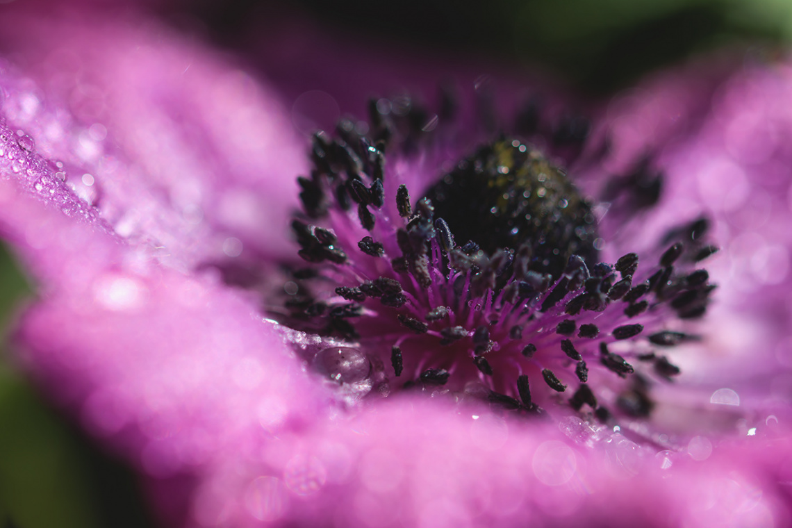 Anemone coronaria