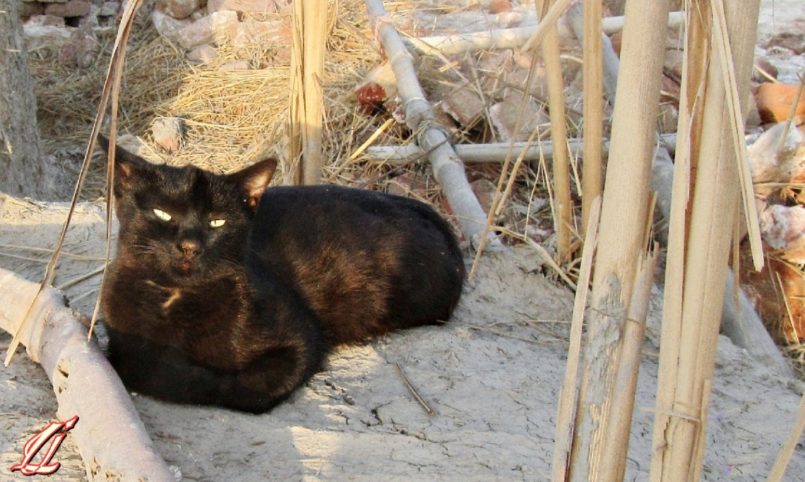 Basking momcat