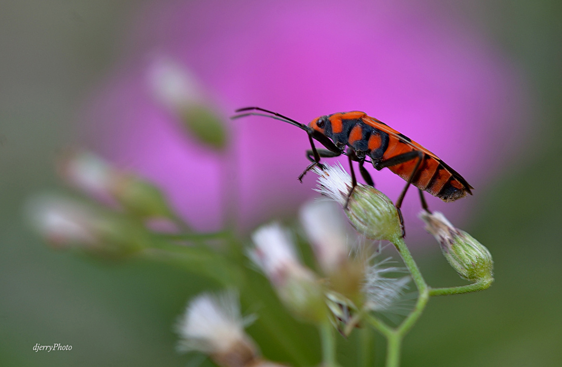 Black Orange