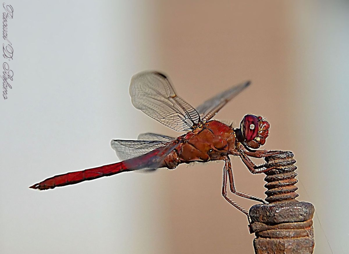 Red Dragonfly