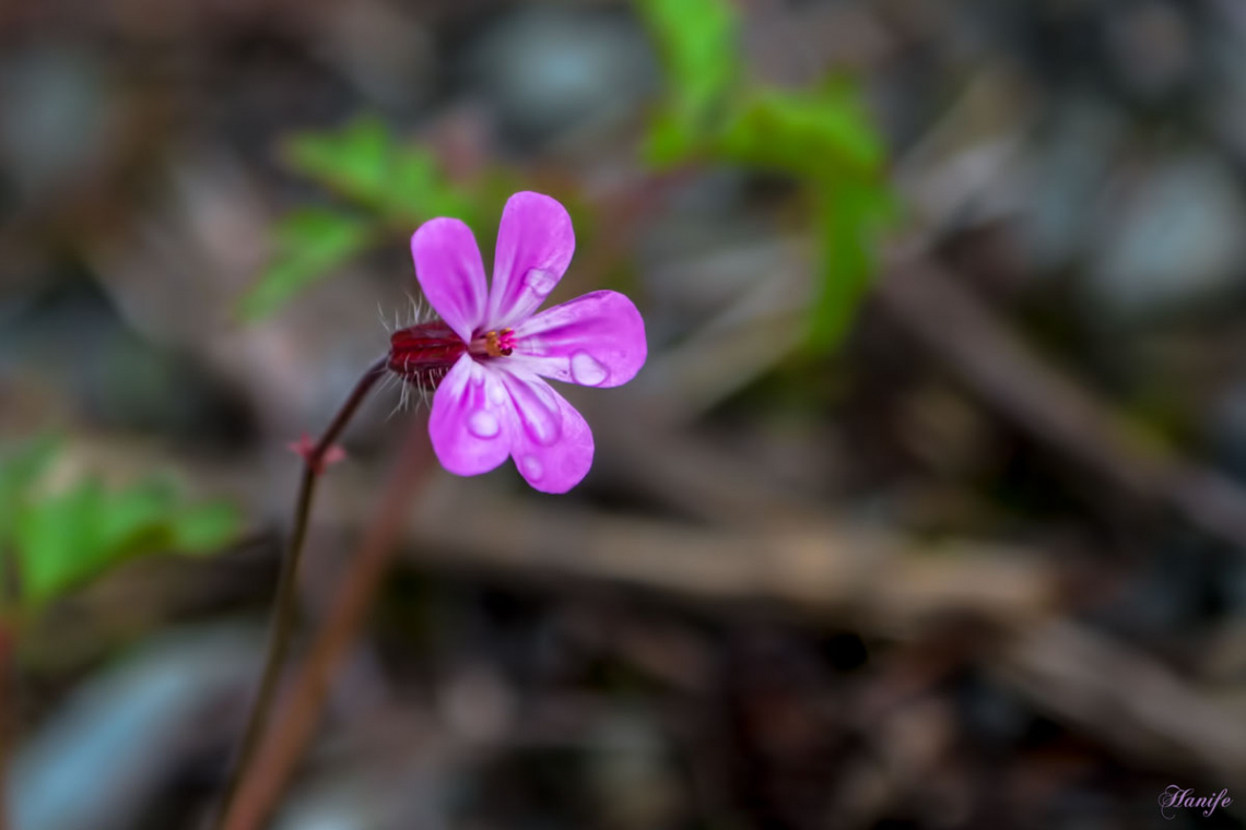 Pink...