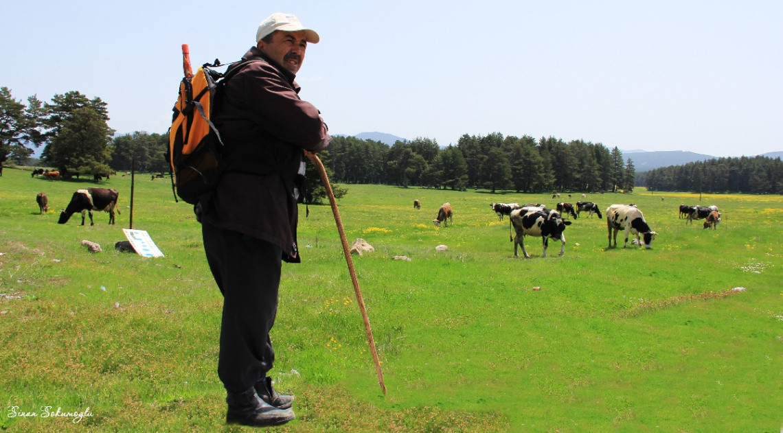 coban ve sürü