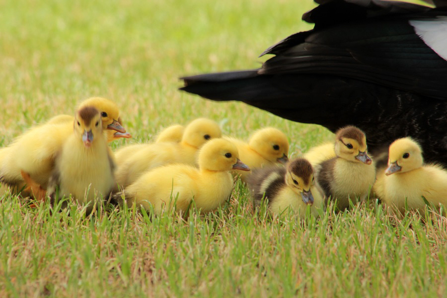 Ducklings!