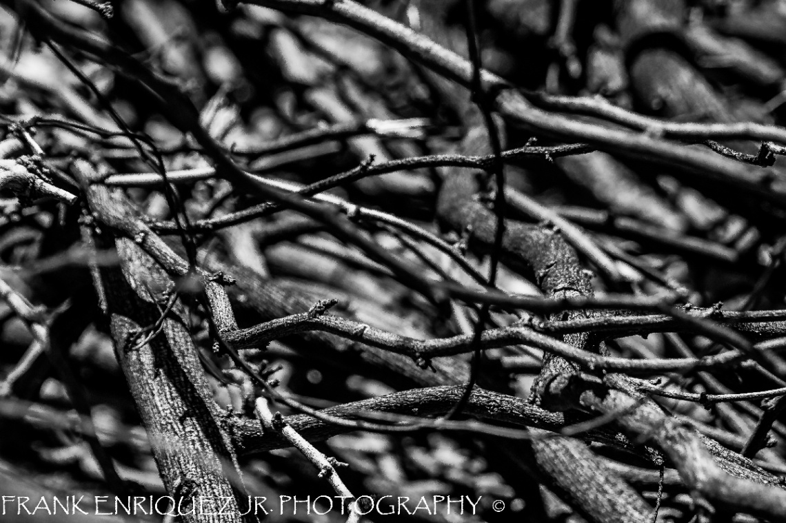 Branches