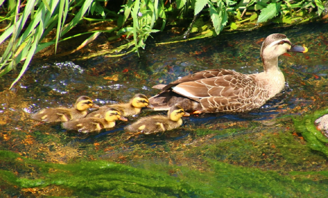 parent and children ducks