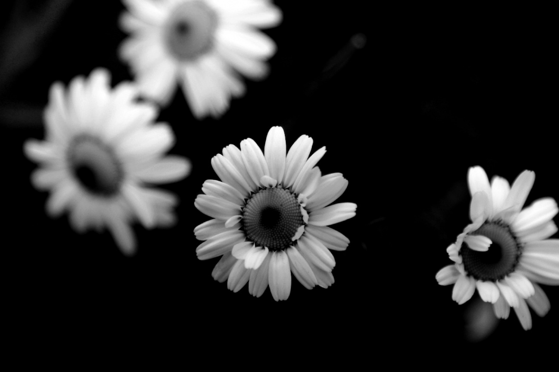 black and white daisies